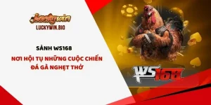 Sảnh WS168 - Nơi Hội Tụ Những Cuộc Chiến Đá Gà Nghẹt Thở